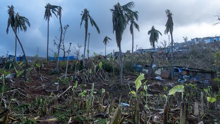 Trois semaines après le passage du cyclone, quel bilan environnemental des dégâts à Mayotte ?