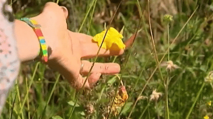 À la découverte des plantes comestibles