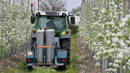 Un arboriculteur dans son explotation qui prépare ses pommiers à l'arrivée de la vague de froid, dans le Maine-et-Loire le 31 mars 2022. Photo d'illustration. (FRANCK DUBRAY / MAXPPP)