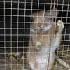 L'un des lapins de Jean-Yves Bénech qui a survécu à la tuerie de onze autres lapins, dans la nuit du 2 au 3 octobre 2018 à Minihy-Tréguier (Côtes-d'Armor).&nbsp; (LOUISE HEMMERLE / FRANCE INFO)