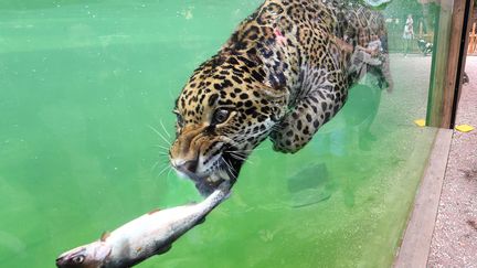 JUILLET. Un jaguar pêche un poisson, le 20 juillet 2017 au zoo de Pessac (Gironde). (MEHDI FEDOUACH / AFP)