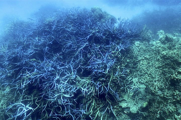 Des coraux touchés par le blanchissement, dans la Grande Barrière de corail, au large du Queensland, en Australie, le 7 mars 2022.&nbsp; (GLENN NICHOLLS / AFP)