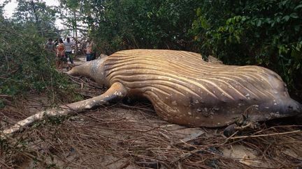 Une baleine retrouvée morte le 22&nbsp;février 2019 sur l'île de Marajo, dans l'Etat de Para, dans le nord du Brésil.&nbsp; (HO / ACERVO INSTITUTO BICHO D'AGUA / AFP)