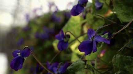 Alpes-Maritimes : la violette, une fleur à déguster