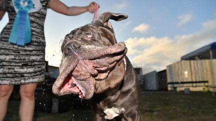 Le concours du chien le plus moche du monde