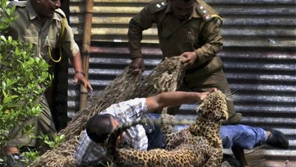 Des hommes tentent de capturer un l&eacute;opard pr&egrave;s de Dibrugarh (Inde), le 3 juin 2012. (AP / SIPA)