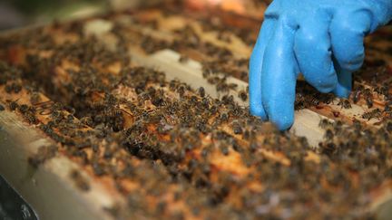 En période de forte chaleur, les abeilles se concentrent sur la recherche d'eau. (OLIVIER BOITET / MAXPPP)