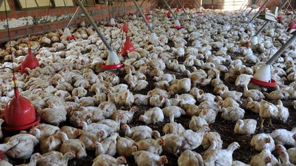 Elevage de poulets en batterie à Cressensac, dans le Lot. (MAXPPP)