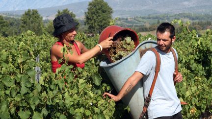 Des vendangeurs en pleine action &agrave; Rivesaltes, dans les Pyr&eacute;n&eacute;es-Orientales, le 9 ao&ucirc;t 2012. (RAYMOND ROIG / AFP)