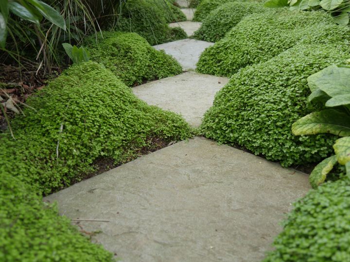 Une façon de dompter l'helxine ! Jardin Kériel, en Bretagne.&nbsp; (ISABELLE MORAND / RADIO FRANCE / FRANCE INFO)