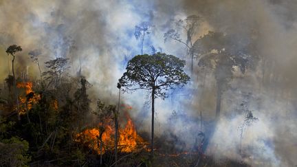 Une forêt est en proie à un incendie illégal allumé au sud de Novo Progresso, au Brésil, le 15 août 2020. (CARL DE SOUZA / AFP)