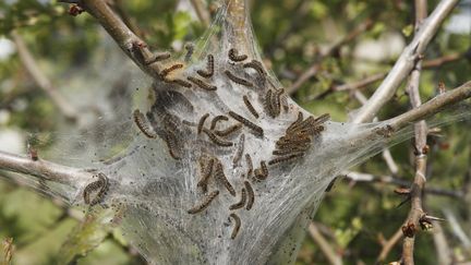 Eure-et-Loir : les chenilles attaquent