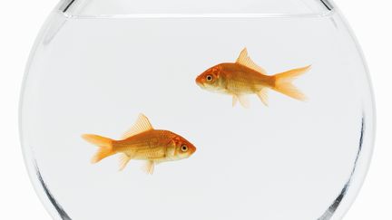 Un probl&egrave;me de garde de poissons rouges pourrait &ecirc;tre &agrave; l'origine du meurtre d'un homme &agrave;&nbsp;Bess&eacute;-en-Braye, dans la Sarthe. (DON FARRALL / PHOTODISC RED / GUETTY IMAGES)