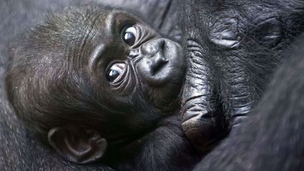 Mawimbi, un b&eacute;b&eacute; gorille &acirc;g&eacute; de deux mois se repose dans les bras de sa m&egrave;re au zoo de Z&uuml;rich (Suisse), le 19 septembre 2012. (ALESSANDRO DELLA BELLA / AP / SIPA)
