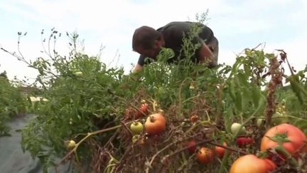 Agriculture : la production de légumes en baisse à cause de la sécheresse