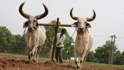 La pollution à l'ozone risque d'inquiéter les agriculteurs indiens dans les prochaines années. Ils sont 58% à vivre de la terre sur le sous-continent. (AFP PHOTO / SAM PANTHAKY)