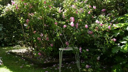 Rosa 'Complicata' est un hybride naturel datant d'avant 1800.&nbsp; (ISABELLE MORAND / RADIO FRANCE / FRANCE INFO)