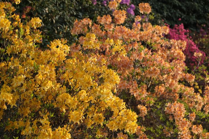 Rhododendrons au Domaine de Boutiguéry, à Gouesnach, en Bretagne.&nbsp; (DIDIER HIRSCH / ISABELLE MORAND / RADIO FRANCE)