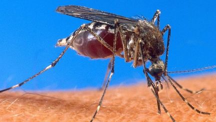 Photo provenant du Département américain de l'Agriculture montrant un moustique gorgé de sang. (HO / USDA / AFP)