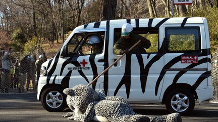 Un employ&eacute; du zoo de Tama &agrave; Tokyo (Japon) v&eacute;rifie l'efficacit&eacute; d'un tranquilisant sur un autre employ&eacute; d&eacute;guis&eacute; en leopard des neige lors d'un exercice simulant la fuite d'un animal, le 10 f&eacute;vrier 2015. (TOSHIFUMI KITAMURA / AFP)