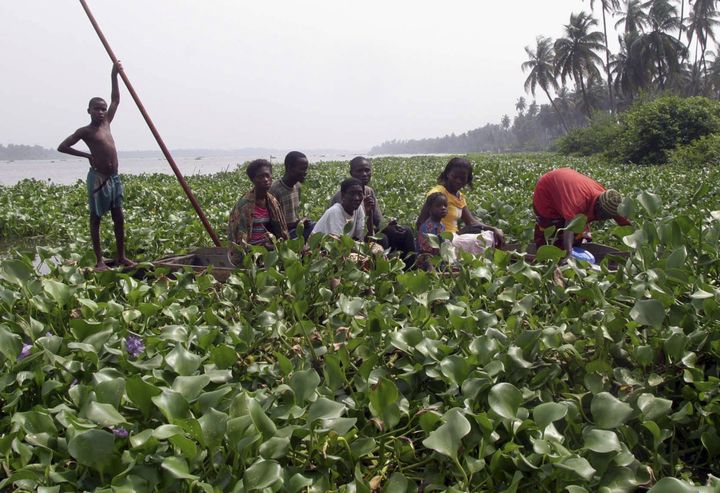 Navigation à travers des plants de jacinthe d'eau à Oyo, près de Lagos (REUTERS - GEORGE ESIRI / X00996)