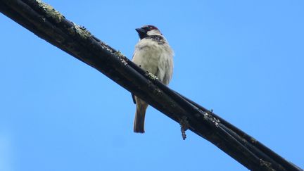 Un moineau domestique. (NORBERT PACOREL / RADIO FRANCE)