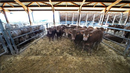 Des animaux attendent dans un box du centre d'engraissement de bovins, dit la "ferme des 1 000 veaux", le 2 septembre 2016, dans la Creuse.&nbsp; (MAXPPP)