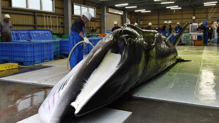 Un petit rorqual pêché en 2019 au Japon. (KAZUHIRO NOGI / AFP)