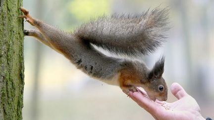 Un &eacute;cureuil dans un parc de Minsk (Bi&eacute;lorussie), le 21 octobre 2012. (MAXPPP)