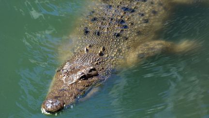 Le nombre de crocodiles marins a explosé dans le nord de l'Australie, au point de relancer le débat sur l'opportunité de les chasser &nbsp; (RAFAEL BEN-ARI/ CHA/NEWSCOM/SIPA / SIPA USA)