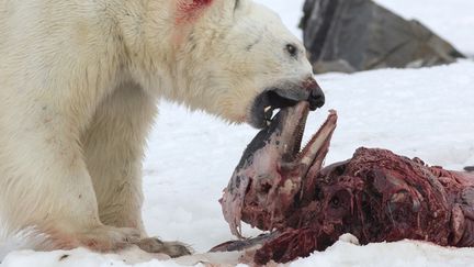 Un ours polaire mange un daupin &agrave; nez blanc, sur le fjord&nbsp;Smeerenburgfjorden (Norv&egrave;ge), en juillet 2014. (SAMUEL BLANC / AFP)