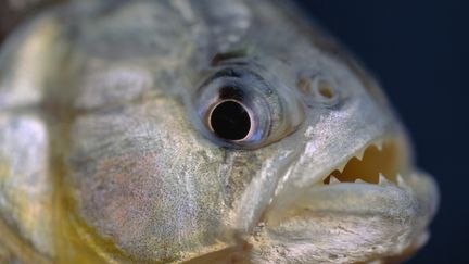 Un piranha noir (Serrasalmus rhombeus), &agrave; Pantanal, au Br&eacute;sil. (JOEL SARTORE / NATIONAL GEOGRAPHIC CREATIVE / GETTY IMAGES)