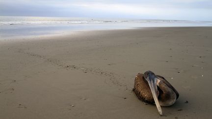 Un p&eacute;lican mort sur la plage de Paita, &agrave; 1 100 km au nord de Lima, la capitale du P&eacute;rou, le 2 mai 2012. (SILVIA OSHIRO / AFP)