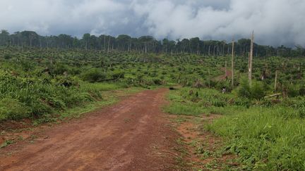 Une vue de la forêt après la destruction de quelque 850 hectares près de Kisangani, dans le nord-est de la République démocratique du Congo, le 25 septembre 2019. (SAMIR TOUNSI / AFP)