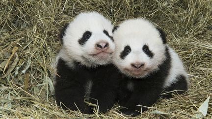 VIDEO. Les deux bébés pandas du zoo de Vienne ont été baptisés