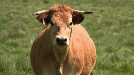 Lozère : les burons de l'Aubrac, le terroir à la française