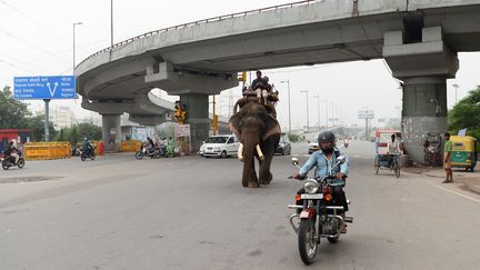 Un des six derniers éléphants domestiqués de Delhi marchant sur la route, à New Delhi (Inde), le 3 septembre 2018. (SAJJAD HUSSAIN / AFP)