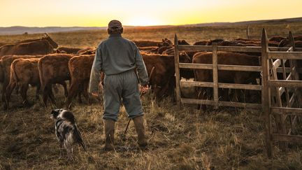 Un fermier producteur de salers avec son troupeau de vaches du même nom, le 7 septembre 2016 à Collandres (Cantal), une commune qui fait aussi partie de la zone de production du bleu d'Auvergne. (WITT PIERRE / AFP)