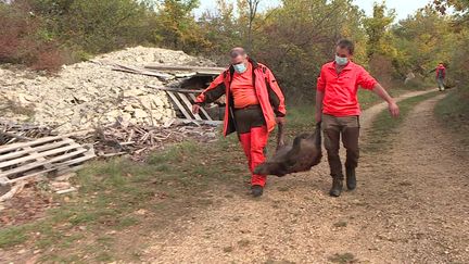 Les chasseurs du Gard autorisés à mener des battues aux gros gibiers. Les associations écologistes s’indignent