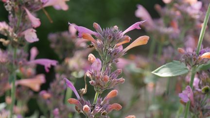 Agastache kudos 'Ambrosia'. Ses fleurs éclosent orangé puis passent au rose.&nbsp; (ISABELLE MORAND / RADIO FRANCE / FRANCE INFO)