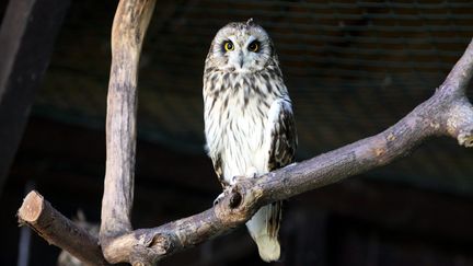 Un hibou dans le centre de soins de Dudelange (Luxembourg), le 3 juillet 2014.&nbsp; (MAXPPP)