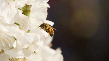 En butinant le pollen des fleurs, les abeilles participent à la reproduction de très nombreuses espèces. (MAXPPP)