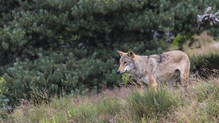 En Dordogne, le loup a été vu pour la dernière fois en 1929. (FRANCK FOUQUET / BIOSPHOTO / AFP)