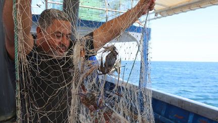 A cause de ce crabe, il faut changer les filets régulièrement. Au moins trois fois l’an, au lieu d’une avant son arrivée dans ces eaux. Car de ses pinces redoutables, le crabe bleu tente de sectionner les mailles lorsqu’il est attrapé. Gare aux doigts aussi quand le matelot le retire des mailles.
 (FATHI NASRI / AFP)