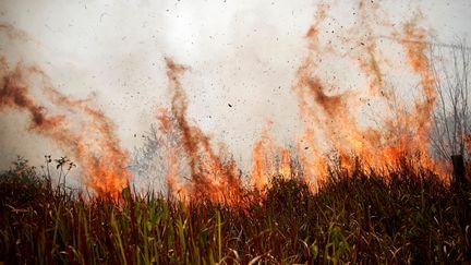 Des flammes dans la forêt amazonienne, à Porto Velho, au Brésil, le 24 août 2019. (UESLEI MARCELINO / REUTERS)