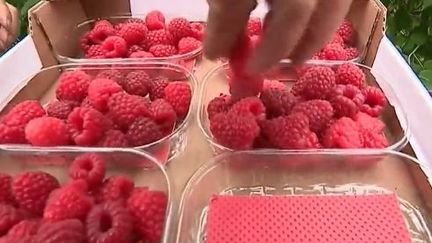 Agriculture : la framboise française concurrencée par la Serbe