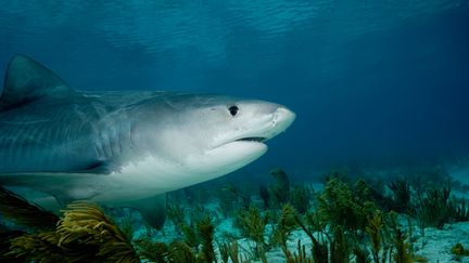 Le requin tigre (photo) et le requin bouledogue sont les deux principales esp&egrave;ces impliqu&eacute;es dans les attaques &agrave; La R&eacute;union. (IMAGE SOURCE / AFP)