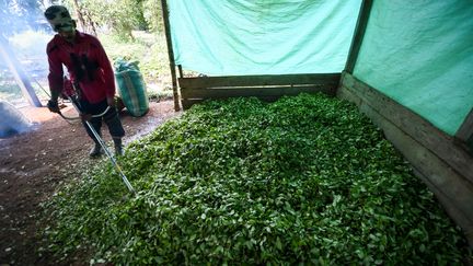 Le fermier Miguel Mangos transforme des feuilles de coca en pâte de cocaïne,&nbsp;le 25 septembre 2017,&nbsp;dans une ferme clandestine près de la rivière Inirida,&nbsp;en Colombie. (RAUL ARBOLEDA / AFP)