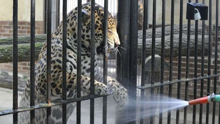 Hodonin (R&eacute;publique Tch&egrave;que), 28 &deg;C, le 3 juillet 2012. Un jaguar se fait asperger d'eau par un soigneur au zoo d'Hodonin. (VACLAV SALEK / AP / SIPA)