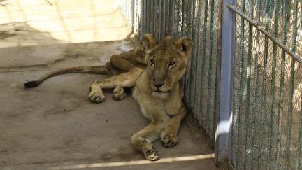 Une lionne souffrant de malnutrition est assise dans sa cage au parc el-Qurechi, dans la capitale soudanaise Khartoum, le 19 janvier 2020.&nbsp; (ASHRAF SHAZLY / AFP)